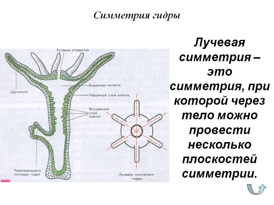 Ссылка кракен сегодня