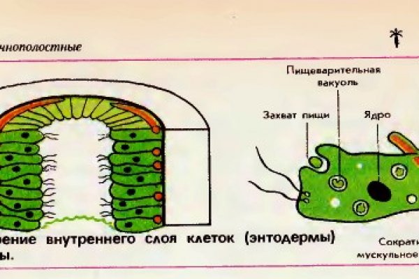 Кракен через тор браузер